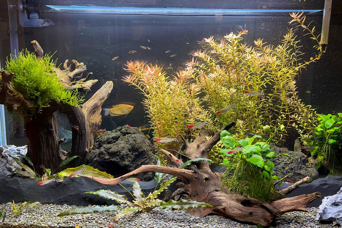 Unser neues Aquarium